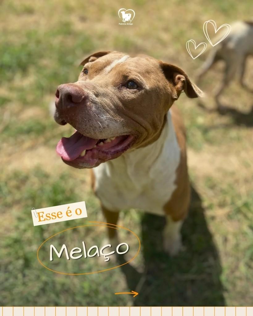 Melaço, cachorro de porte médio para adoção em Três Rios - RJ