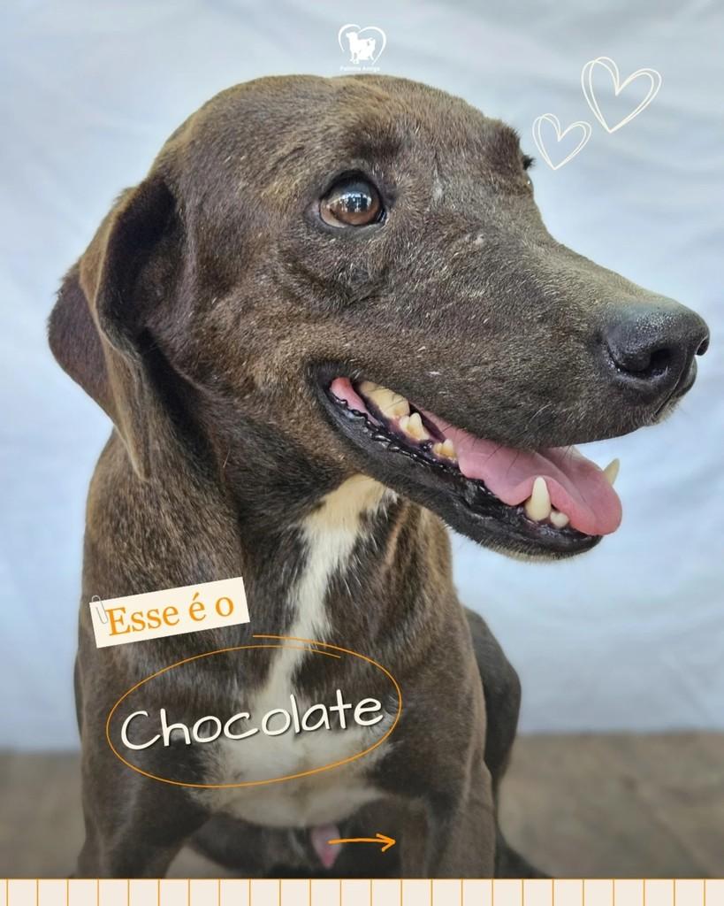 Chocolate, cachorro de porte médio para adoção em Três Rios - RJ