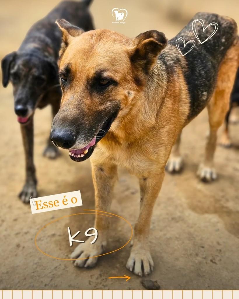 K9, cachorro de porte pequeno para adoção em Três Rios - RJ