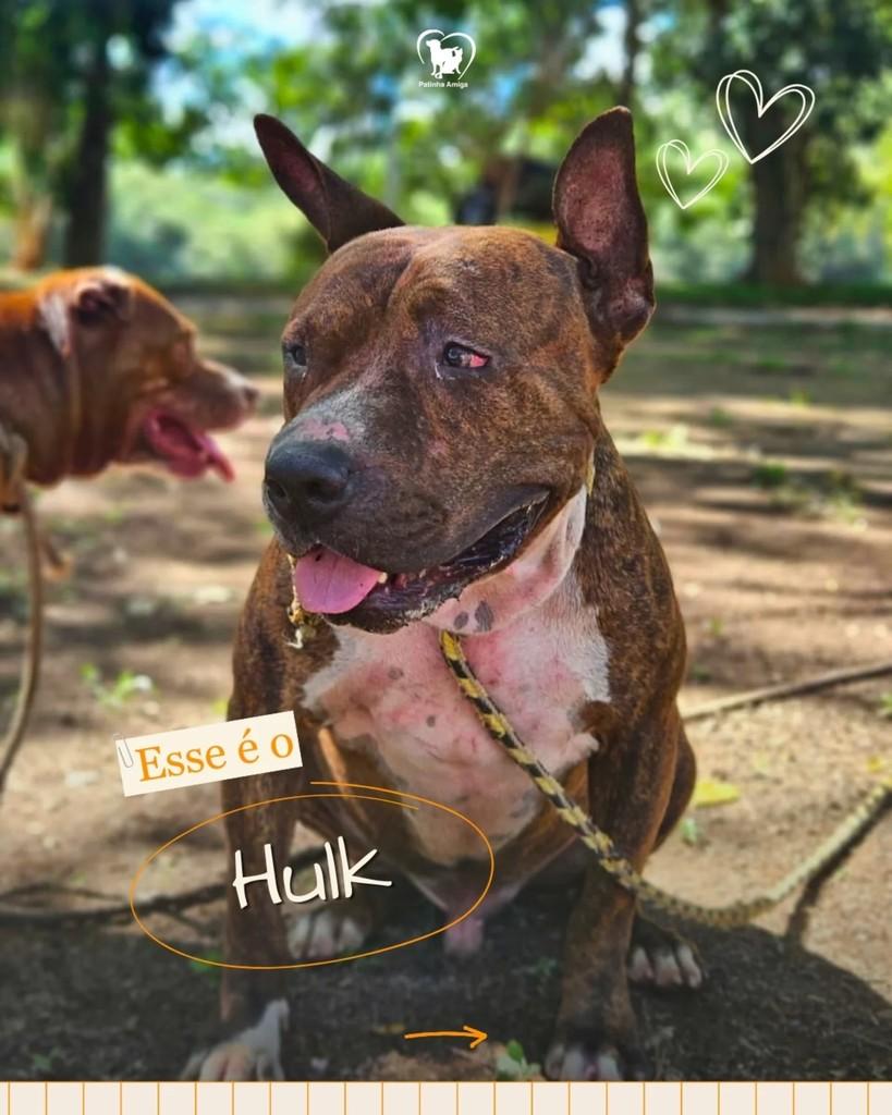 Hulk, cachorro de porte pequeno para adoção em Três Rios - RJ