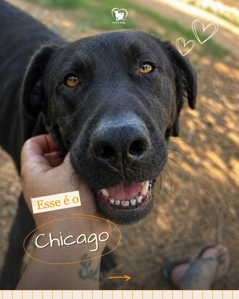 Chicago, cachorro de porte médio para adoção em Três Rios - RJ