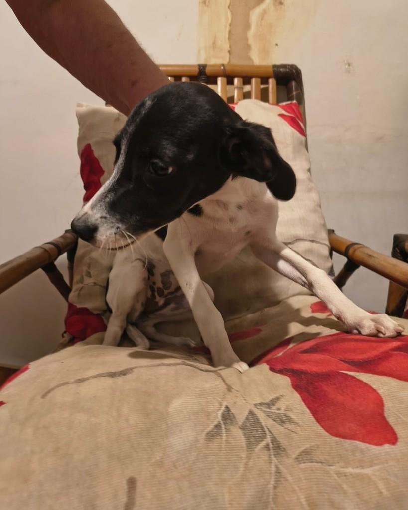 Carol, cadela de porte pequeno para adoção em Três Rios - RJ
