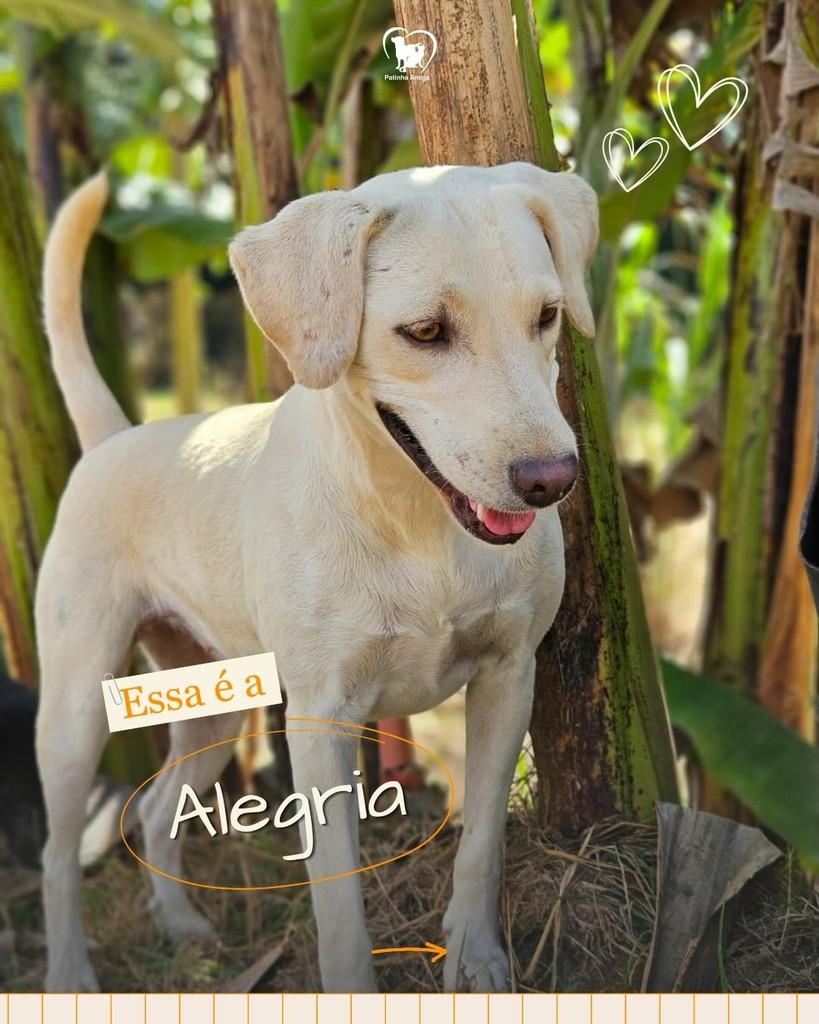 Alegria, cachorro de porte médio para adoção em Três Rios - RJ