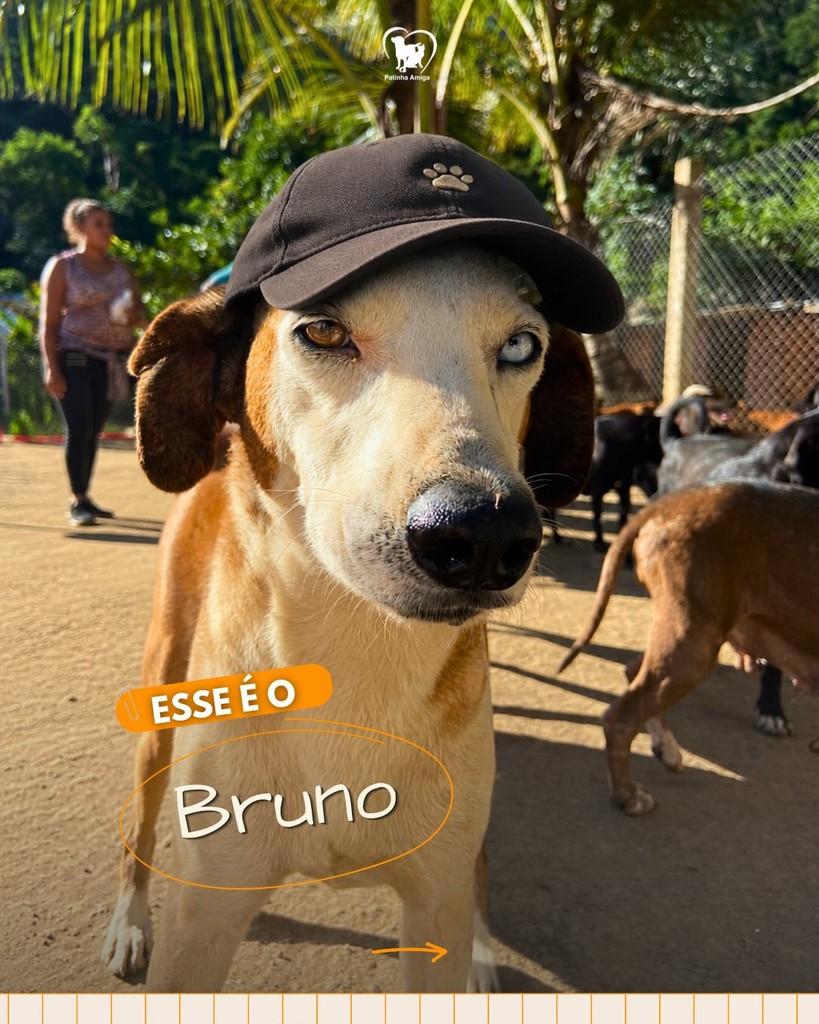 Bruno, cachorro de porte médio para adoção em Três Rios - RJ