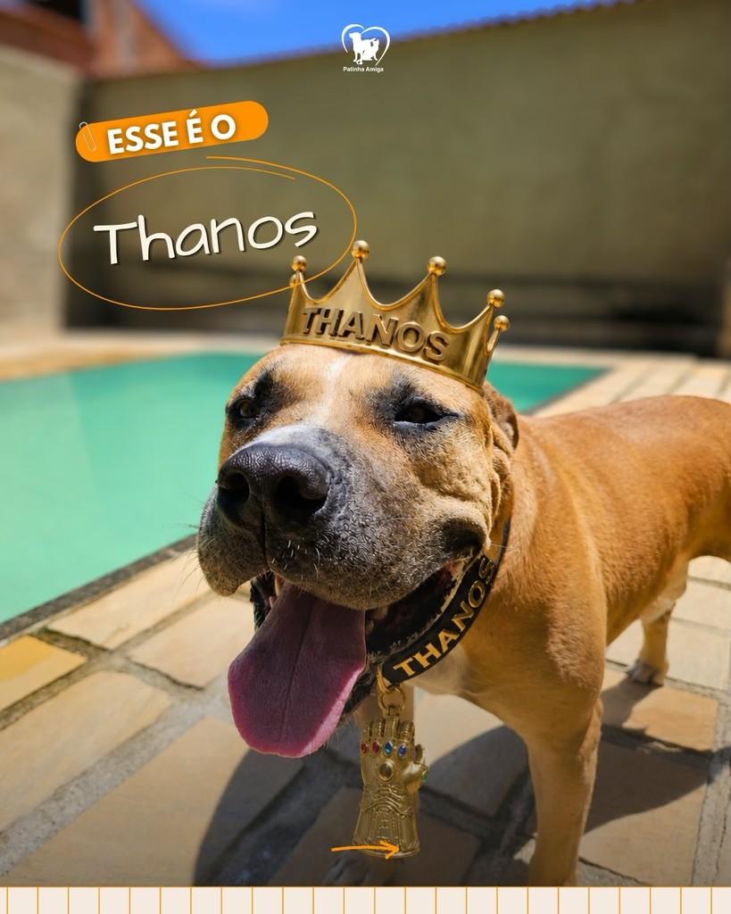 Thanos, cachorro de porte grande para adoção em Três Rios - RJ