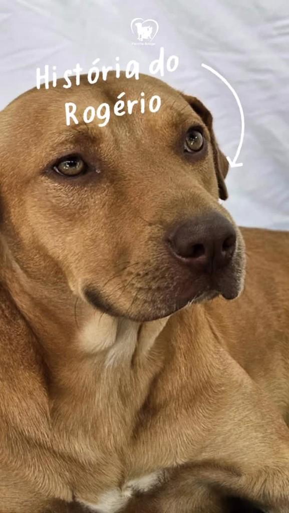 Rogério, cachorro de porte grande para adoção em Três Rios - RJ