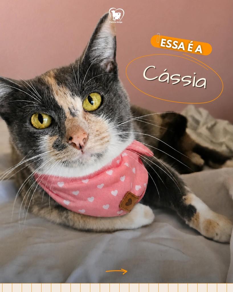 Cássia, gata de porte pequeno para adoção em Três Rios - RJ