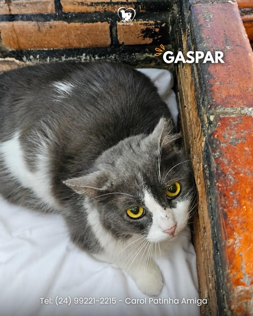 Gaspar, gato de porte médio para adoção em Três Rios - RJ
