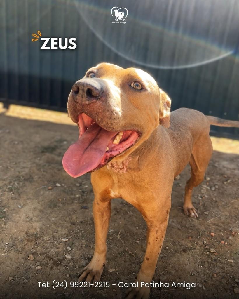 Zeus, cachorro de porte médio para adoção em Três Rios - RJ
