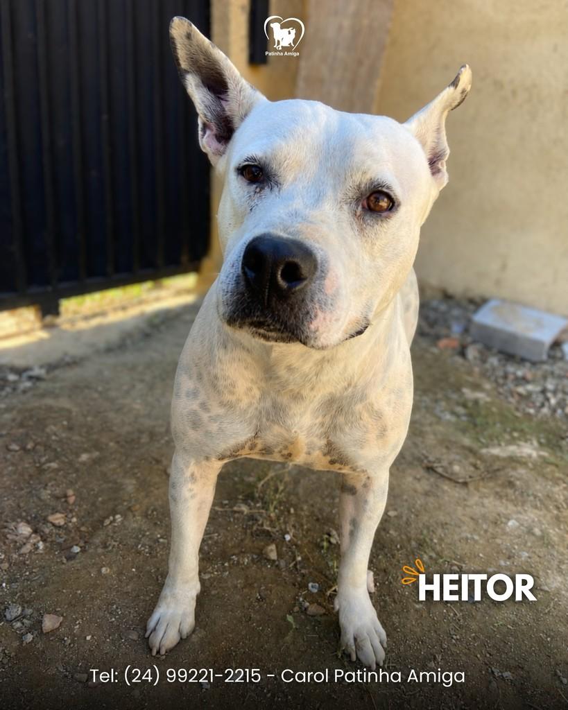 Heitor, cachorro de porte médio para adoção em Três Rios - RJ
