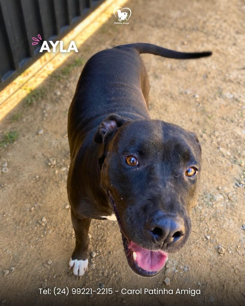 Ayla, cadela de porte médio para adoção em Três Rios - RJ