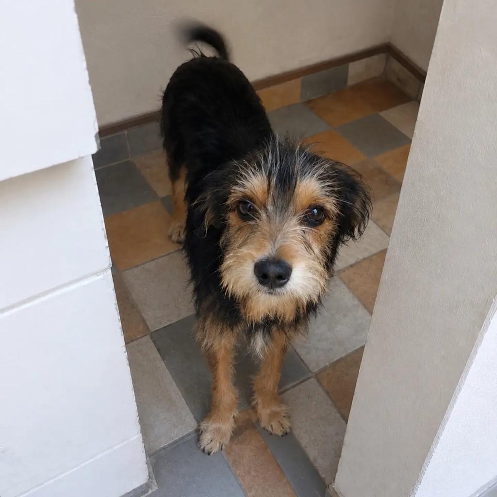 Lucas, cachorro de porte pequeno para adoção em Três Rios - RJ