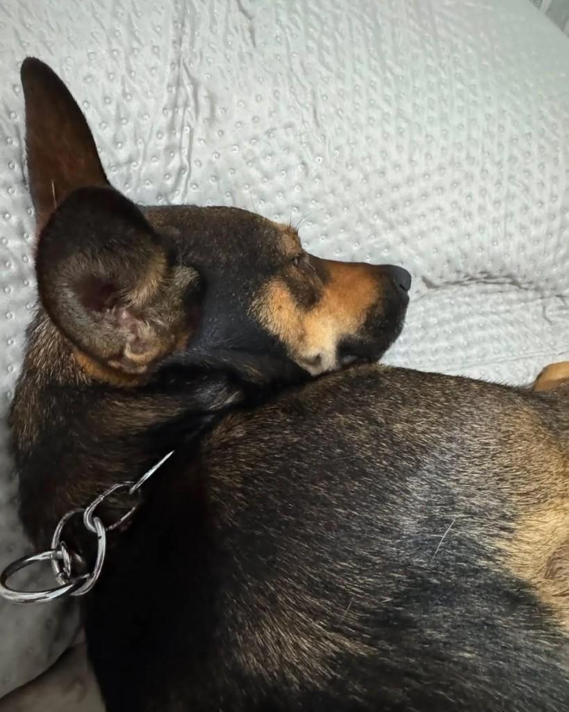 Dora, cadela de porte médio para adoção em Três Rios - RJ — foto 3 de 5