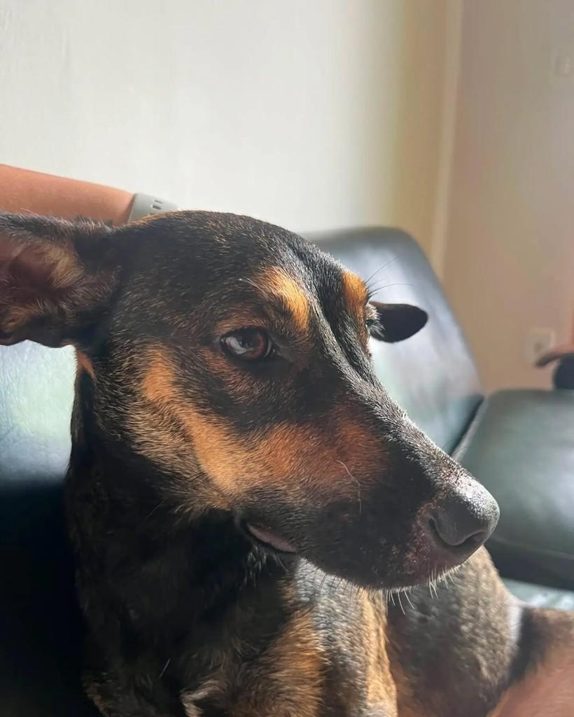 Dora, cadela de porte médio para adoção em Três Rios - RJ — foto 4 de 5