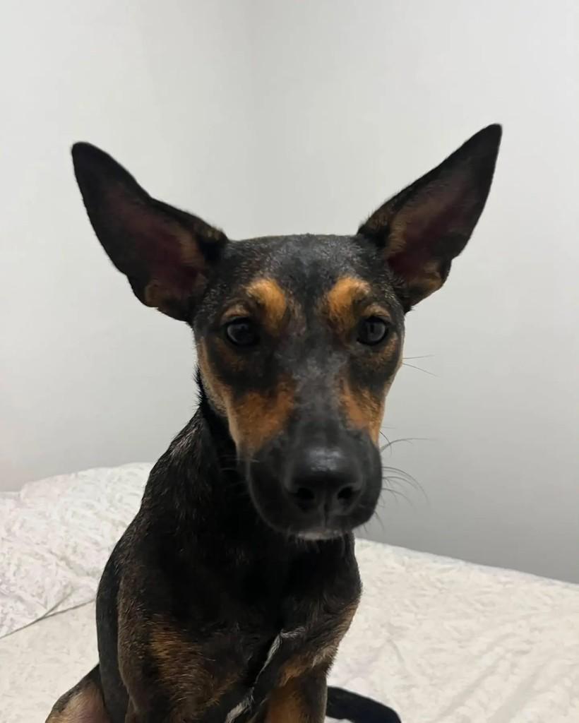 Dora, cadela de porte médio para adoção em Três Rios - RJ — foto 5 de 5