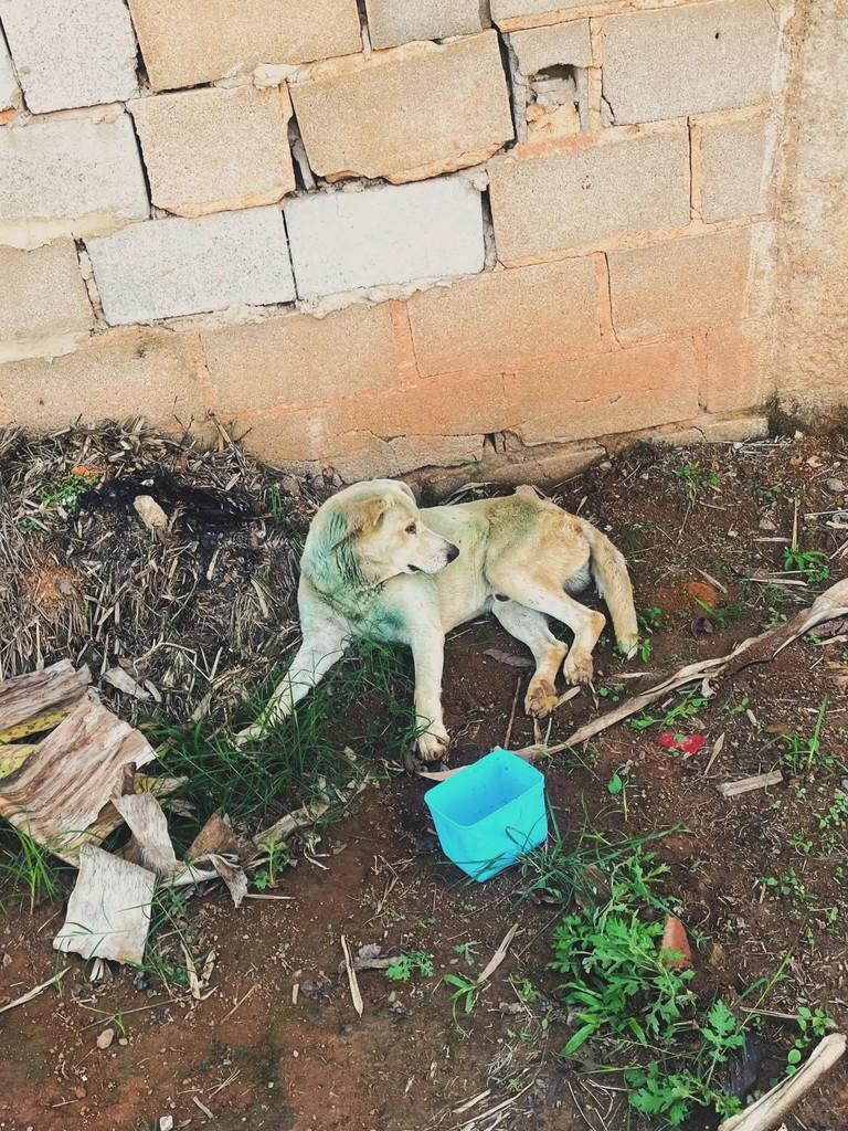 Sr. Jorge, cachorro de porte pequeno para adoção em Três Rios - RJ