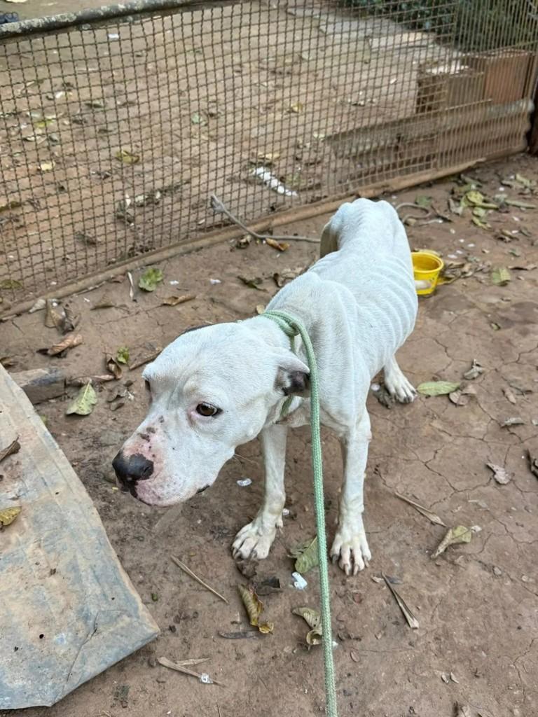 Gaia, cadela de porte médio para adoção em Três Rios - RJ