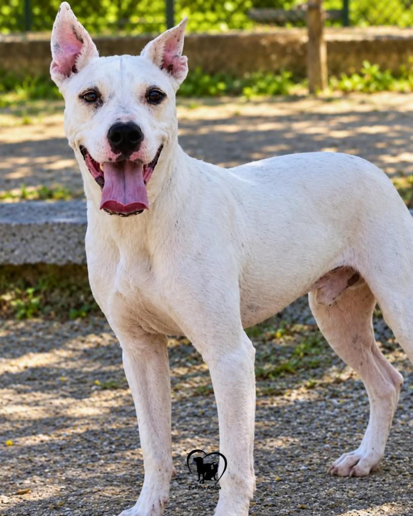 Alexander, cachorro de porte médio para adoção em Três Rios - RJ