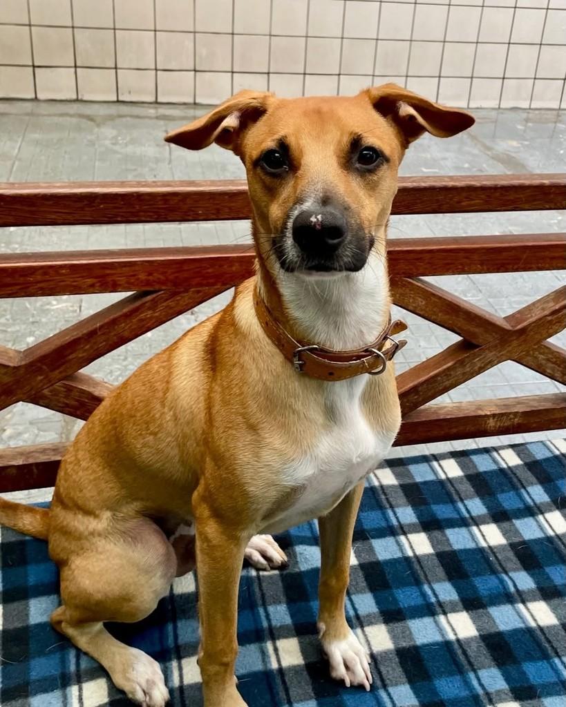 Max, cachorro de porte médio para adoção em Santos - SP