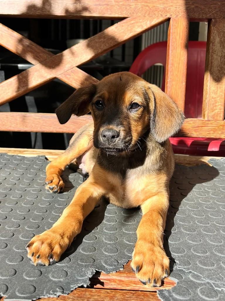 Toby, cachorro de porte pequeno para adoção em Santos - SP
