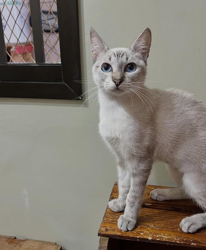 Nala, gato de porte pequeno para adoção em Santos - SP