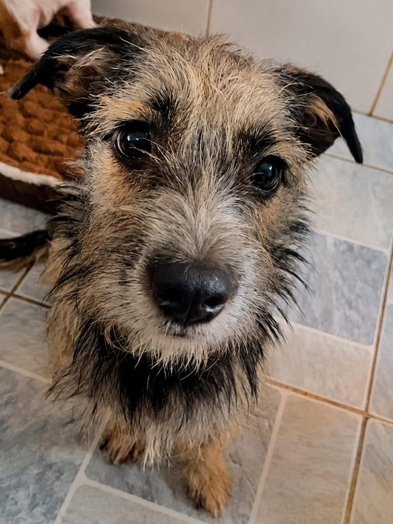 Nutella, cachorro de porte pequeno para adoção em Santos - SP