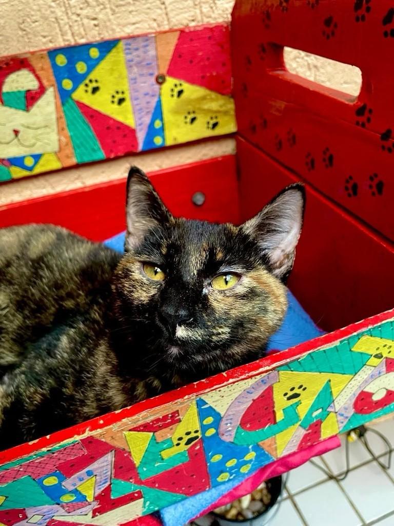 Ruby, gata para adoção em Santos - SP