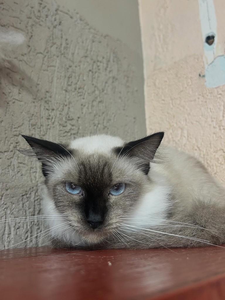 Athena, gata de porte pequeno para adoção em Santos - SP