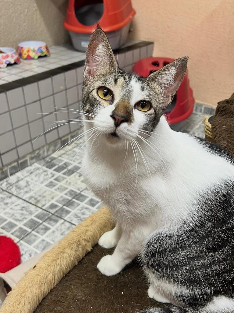 Akin, gato de porte pequeno para adoção em Santos - SP