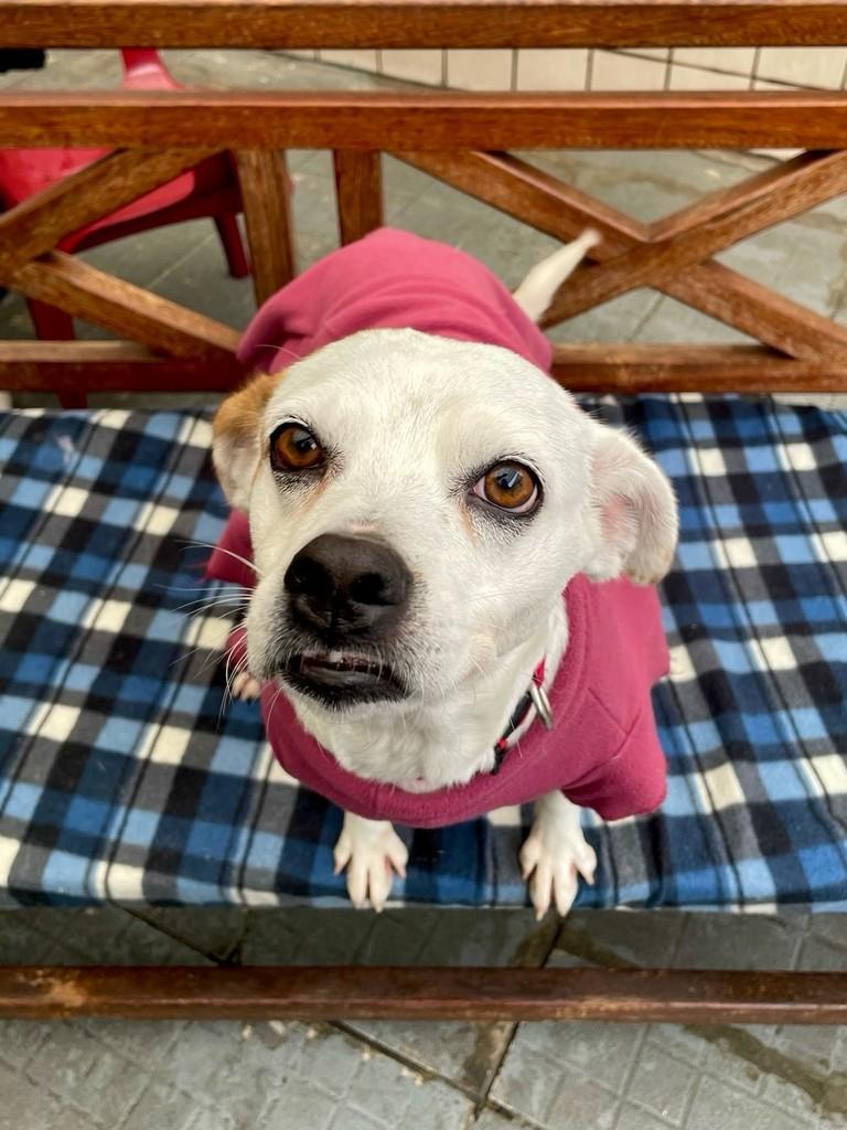 Cristal, cachorro de porte pequeno para adoção em Santos - SP