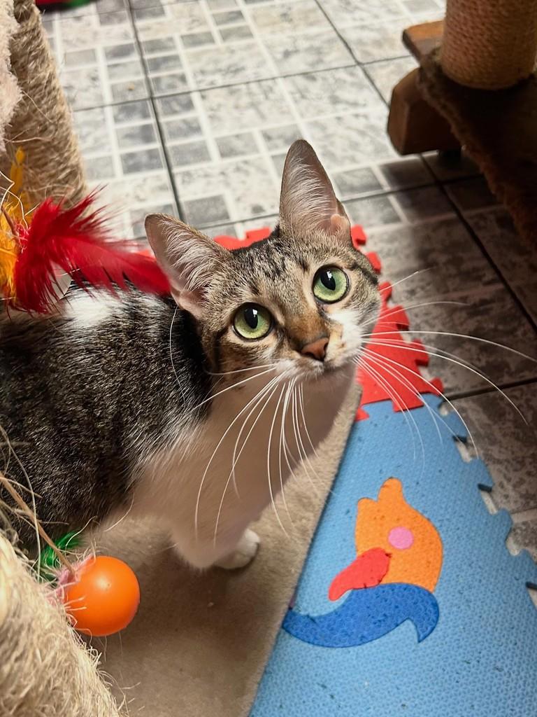 Brenda, gata de porte pequeno para adoção em Santos - SP