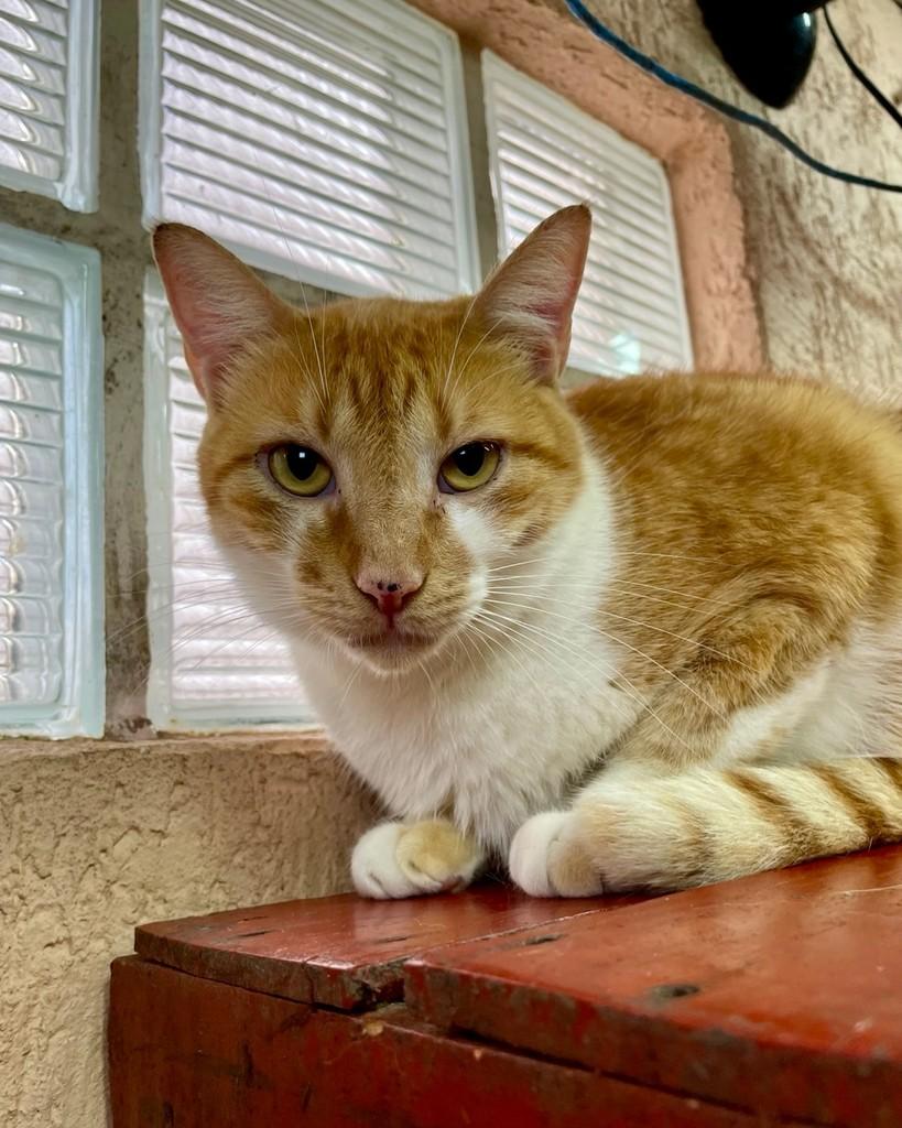 Milo, gato de porte médio para adoção em Santos - SP