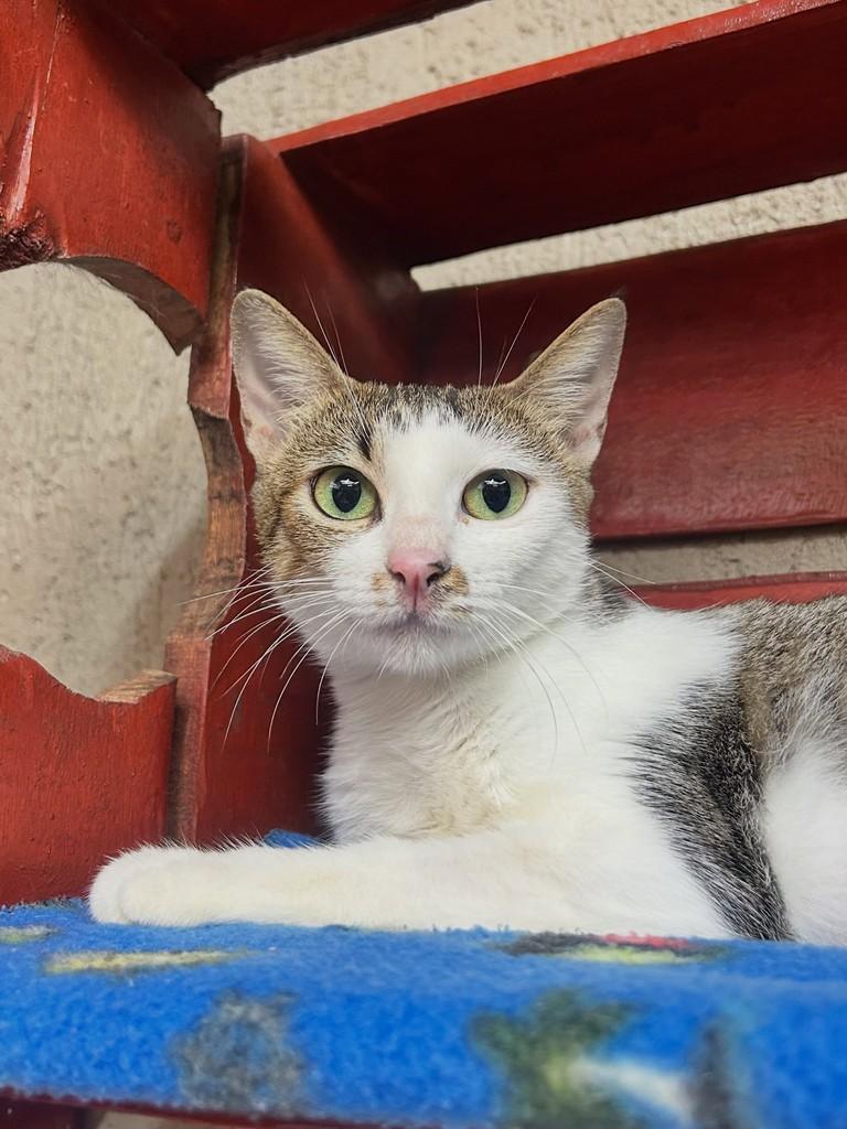 Olívia, gata para adoção em Santos - SP