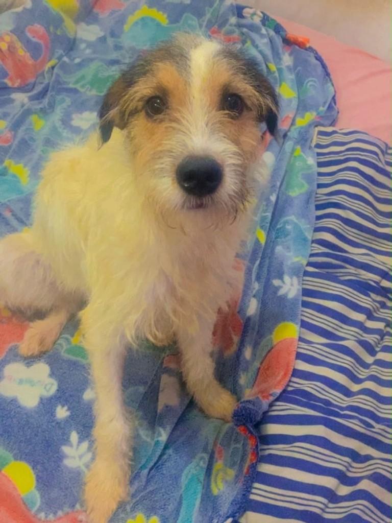 Chantilly, cachorro de porte pequeno para adoção em Santos - SP