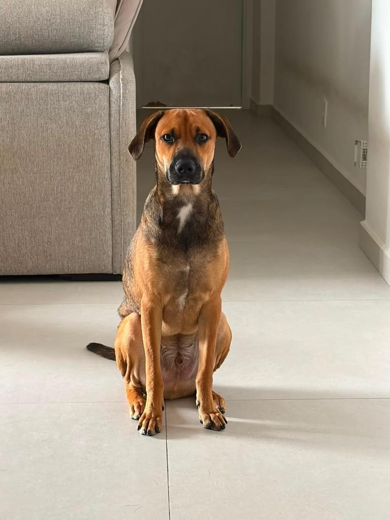 Zeca, cachorro de porte médio para adoção em Santos - SP
