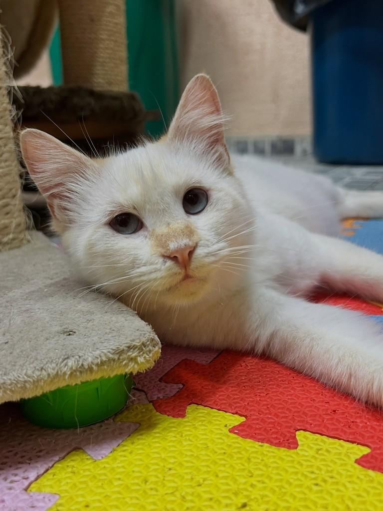 Rui, gato de porte pequeno para adoção em Santos - SP