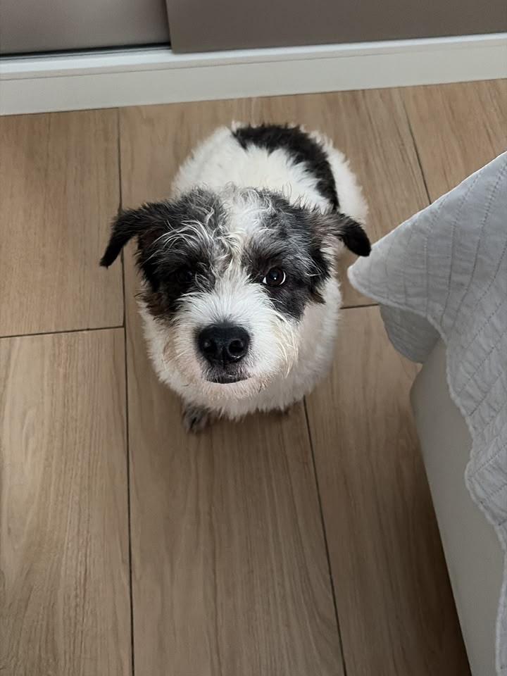Chico Bento, cachorro de porte médio para adoção em Santos - SP