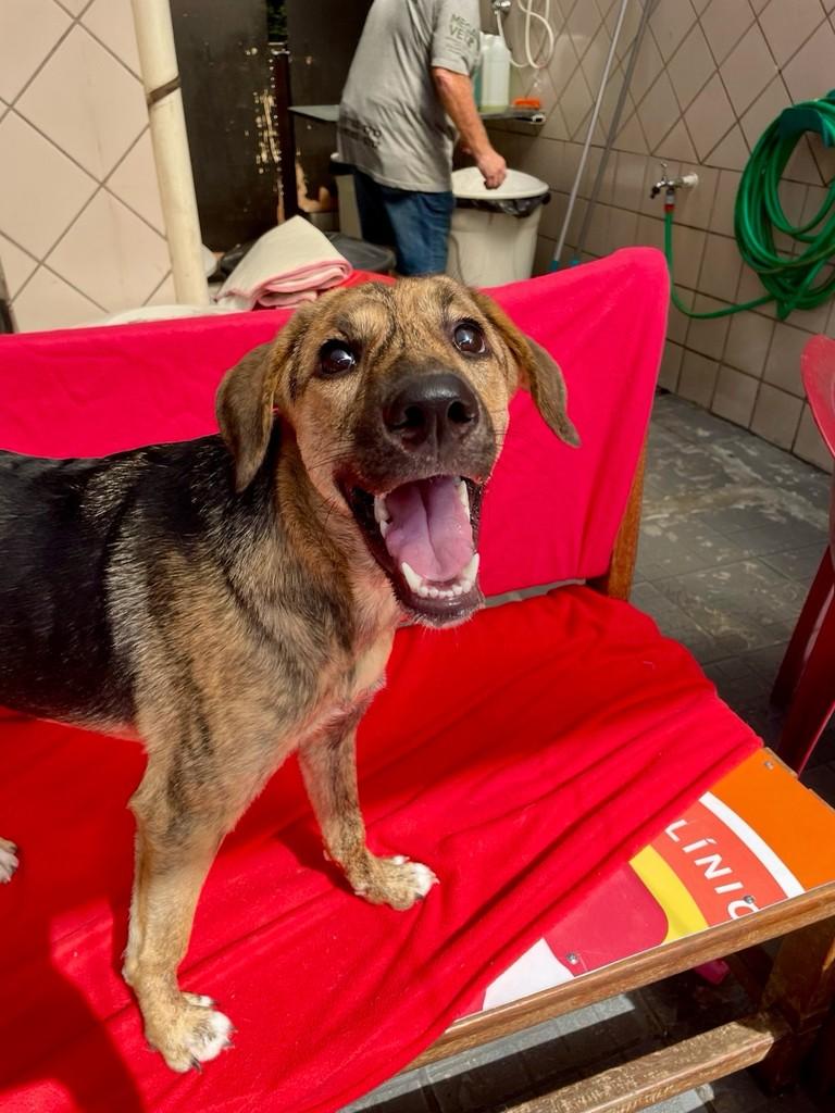 Dora, cadela de porte médio para adoção em Santos - SP