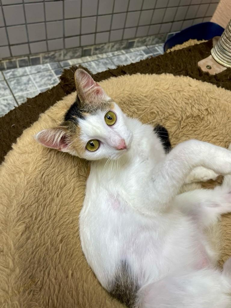 Safira, gata de porte pequeno para adoção em Santos - SP