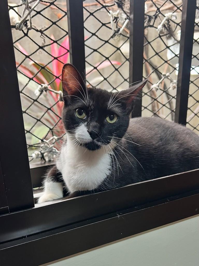 Zorro, gato de porte pequeno para adoção em Santos - SP
