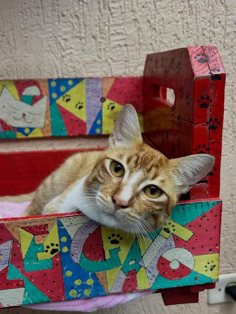 Nacho, gato de porte pequeno para adoção em Santos - SP