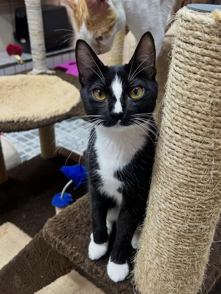 Pixel, gato de porte pequeno para adoção em Santos - SP