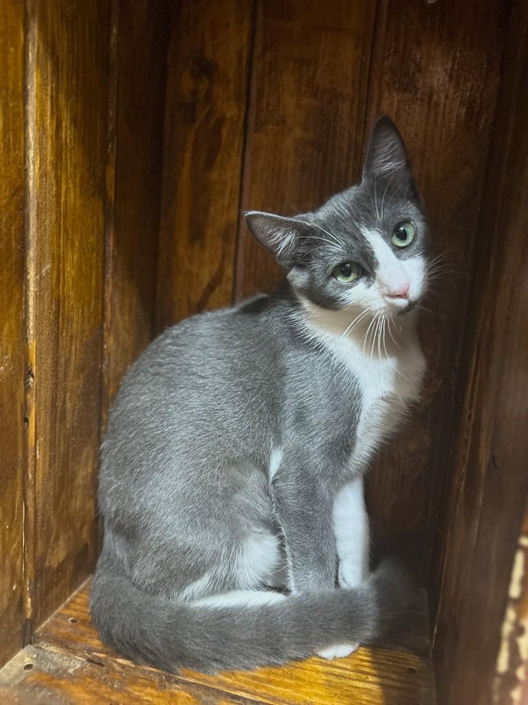 Ayla, gata de porte pequeno para adoção em Santos - SP