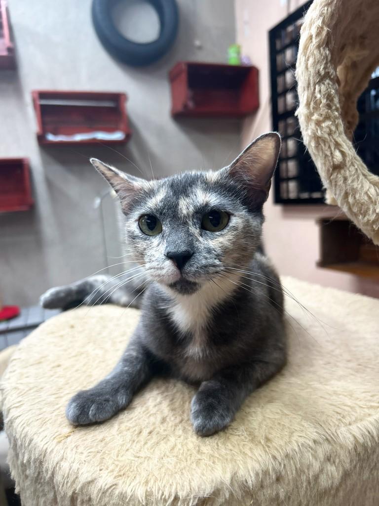 Rosa, gata de porte pequeno para adoção em Santos - SP