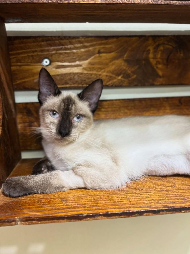 Liz, gata de porte pequeno para adoção em Santos - SP