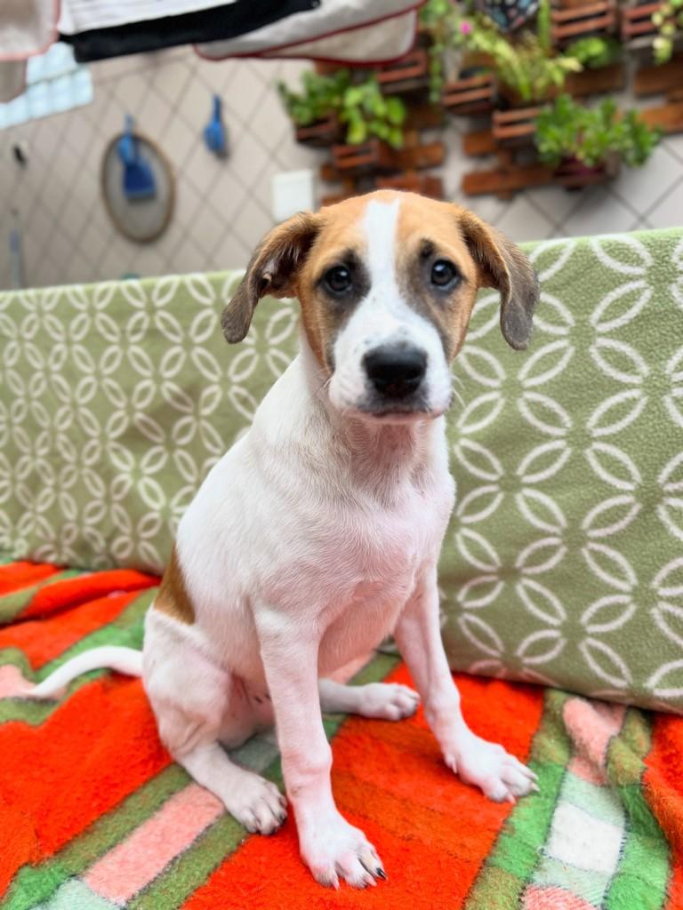Marshmallow, cachorro de porte pequeno para adoção em Santos - SP