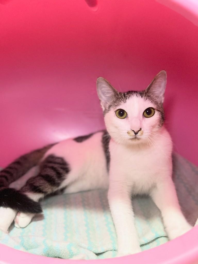 Holly, gata de porte pequeno para adoção em Santos - SP