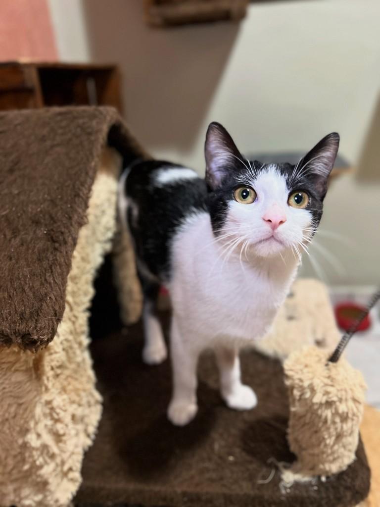 Chanel, gata de porte pequeno para adoção em Santos - SP