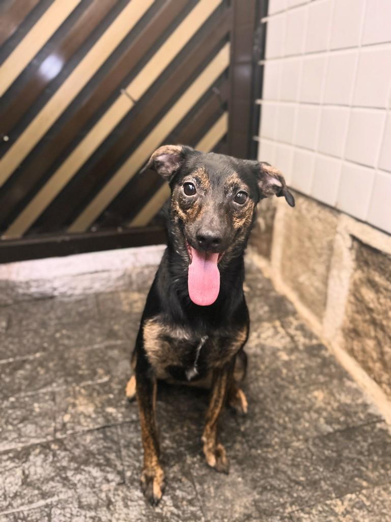 Zara, cadela de porte médio para adoção em Santos - SP