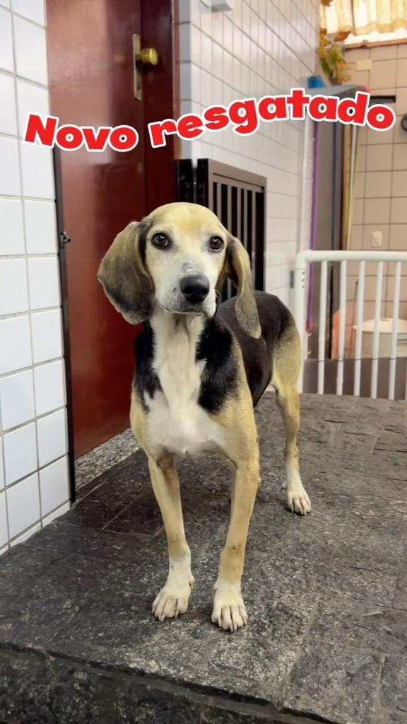 Tobias, cachorro de porte médio para adoção em Santos - SP